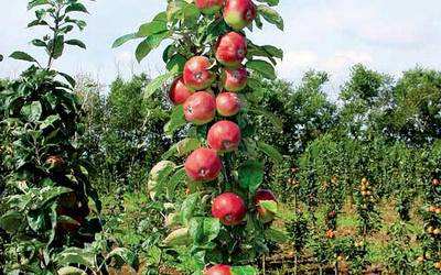 колоноподібні яблуні